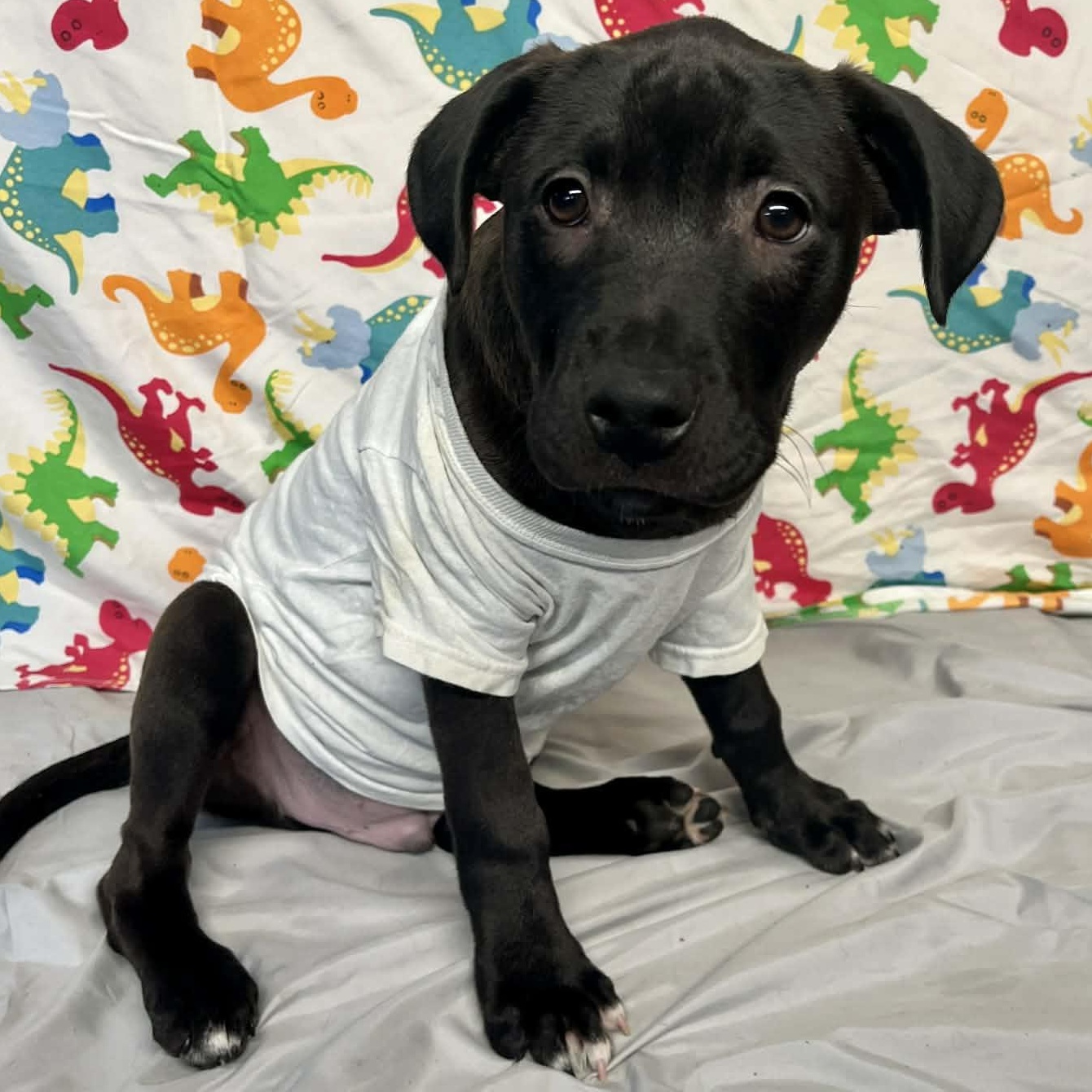 Rivet- From the Fastener 11, Adoptable, Puppy Male Retriever & Pit Bull Terrier.