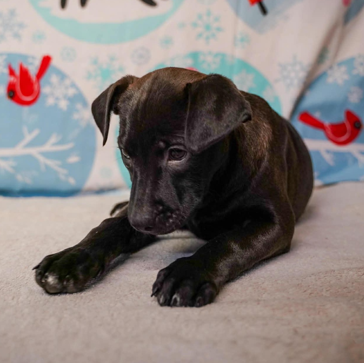 Enlarge Rivet- From the Fastener 11, a Adoptable mixed breed in Kentwood, MI image 5/6