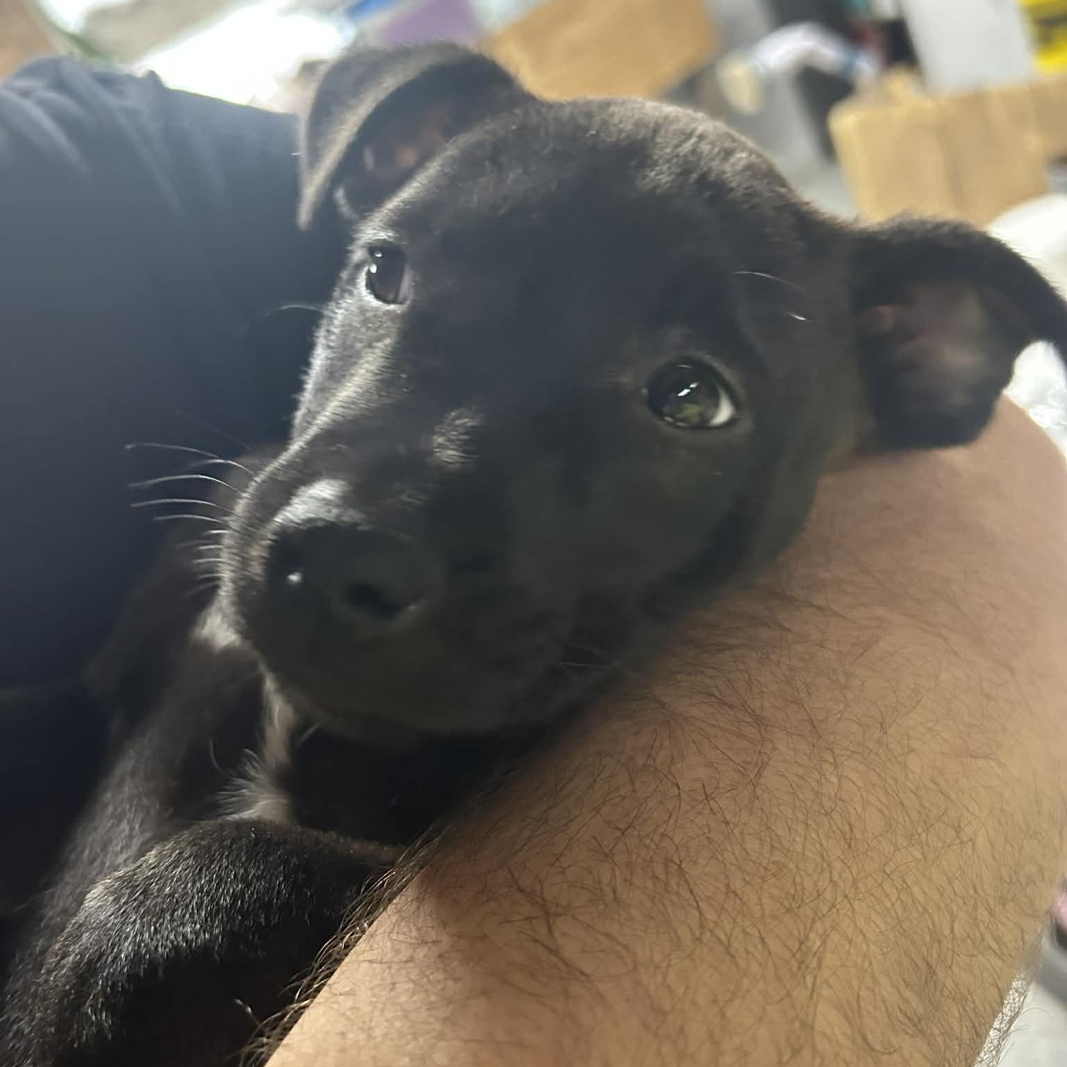 Enlarge Rivet- From the Fastener 11, a Adoptable mixed breed in Kentwood, MI image 2/6