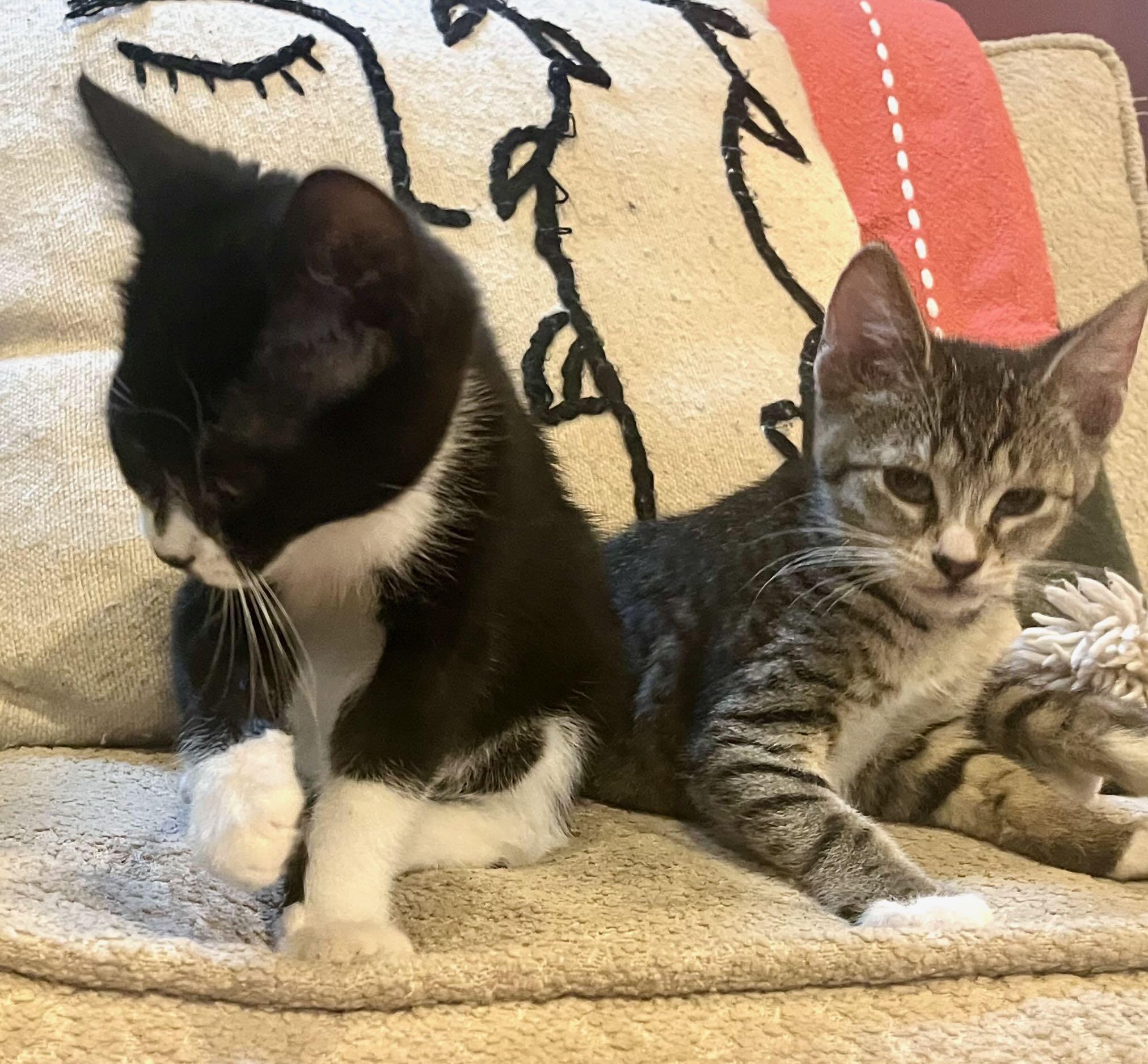 James & Tiger, Adoptable, Kitten Male Tabby & Tuxedo.