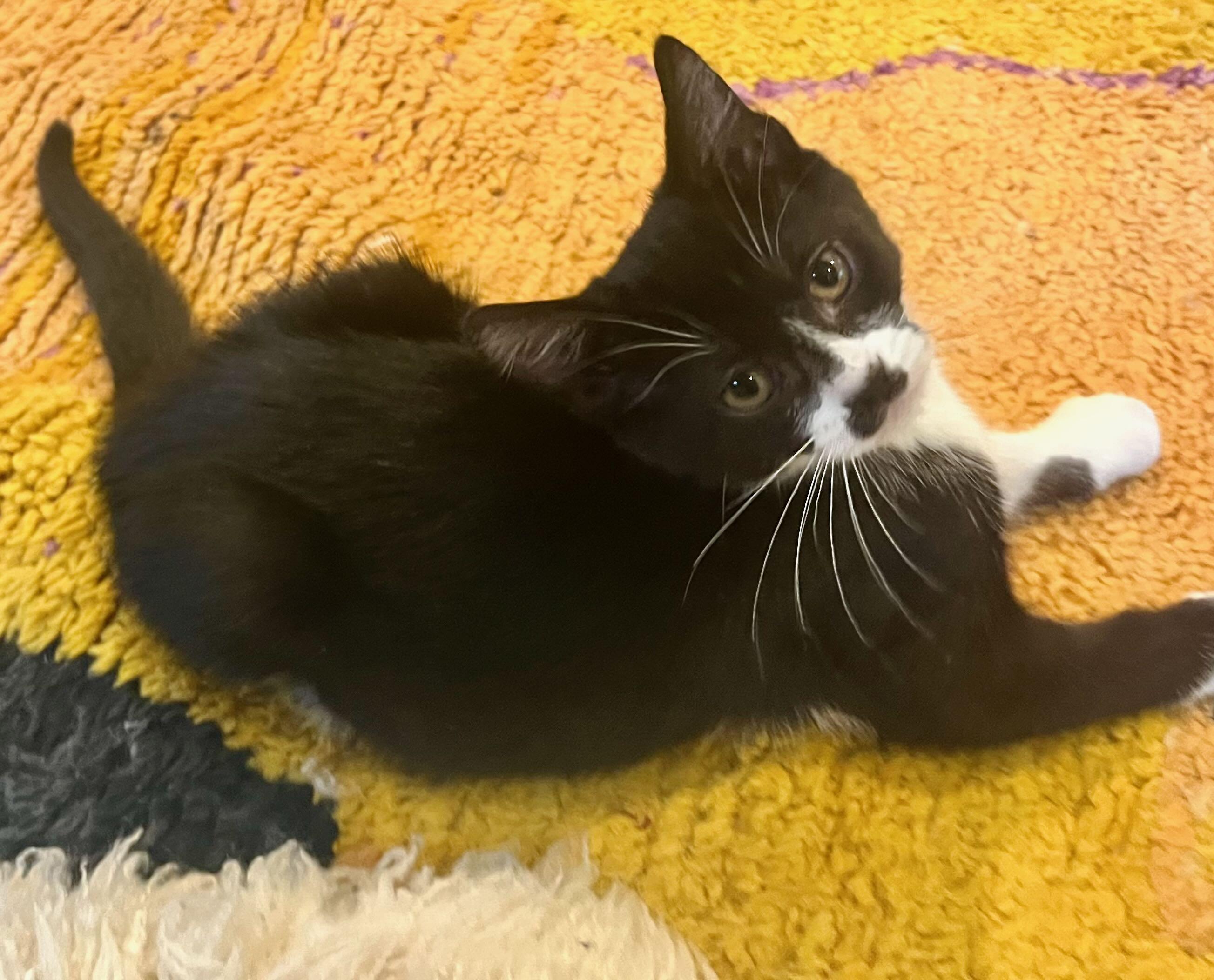 Enlarge James & Tiger, a Adoptable mixed breed in Hood River, OR image 6/6