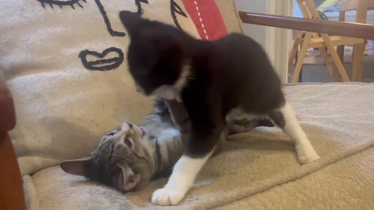 Enlarge James & Tiger, a Adoptable mixed breed in Hood River, OR video 2/6