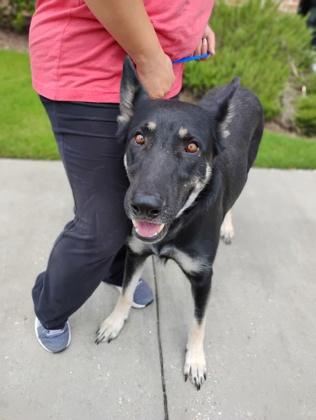 Little Bear (155766)