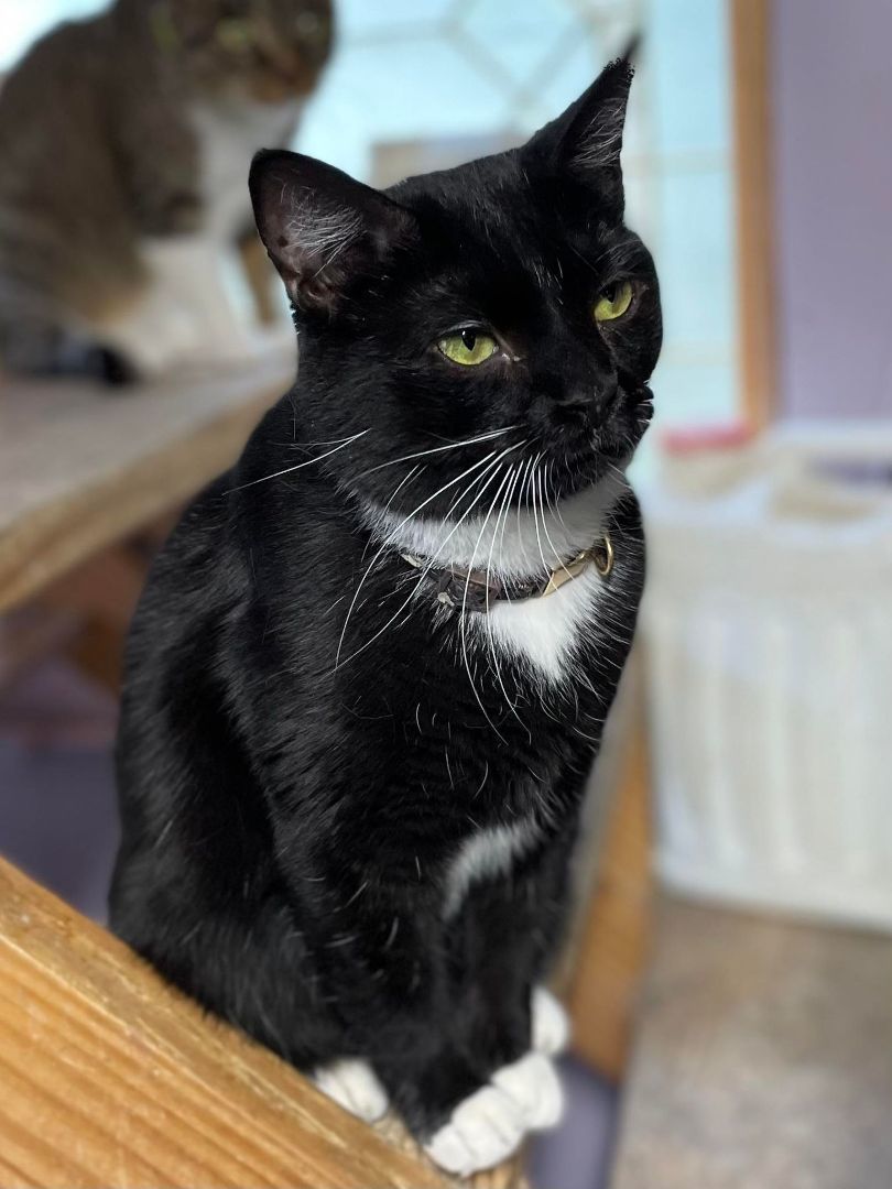 Enlarge Shadow Jones, a Adoptable Domestic Short Hair in Indianapolis, IN image 1/1