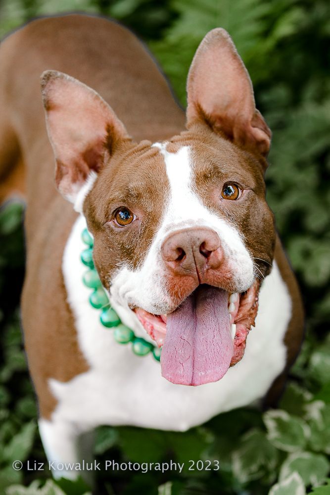 Enlarge Vera, a Adoptable mixed breed in Rochester, NY image 2/4