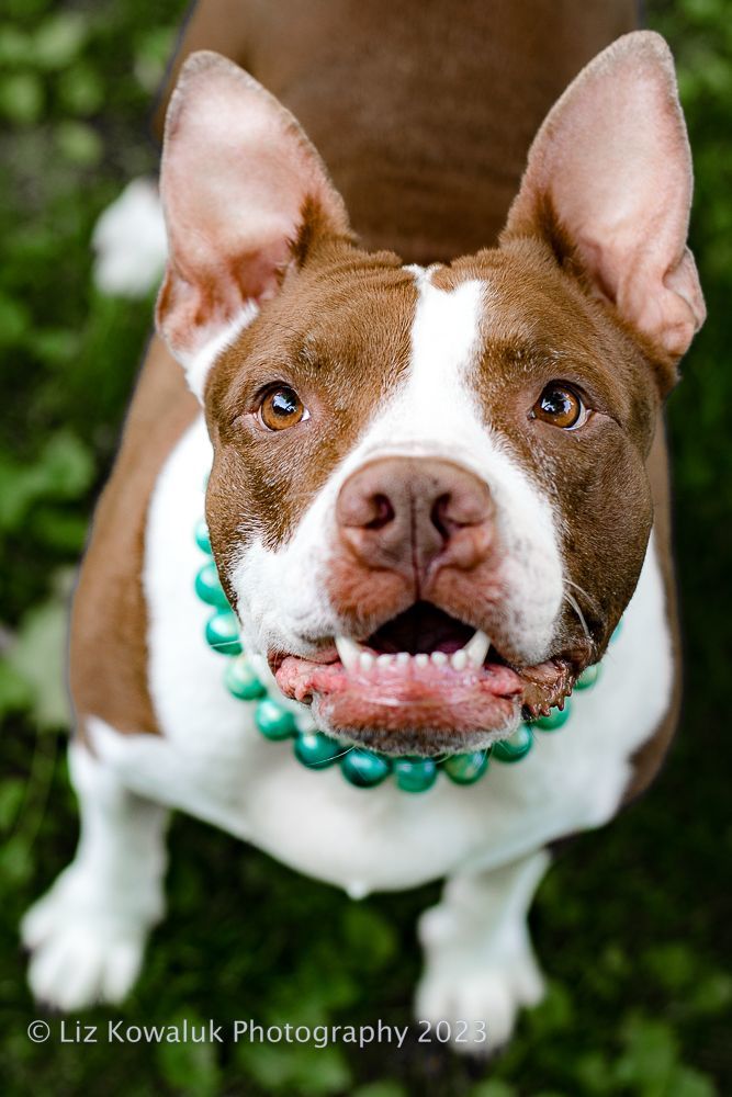 Enlarge Vera, a Adoptable mixed breed in Rochester, NY image 3/4