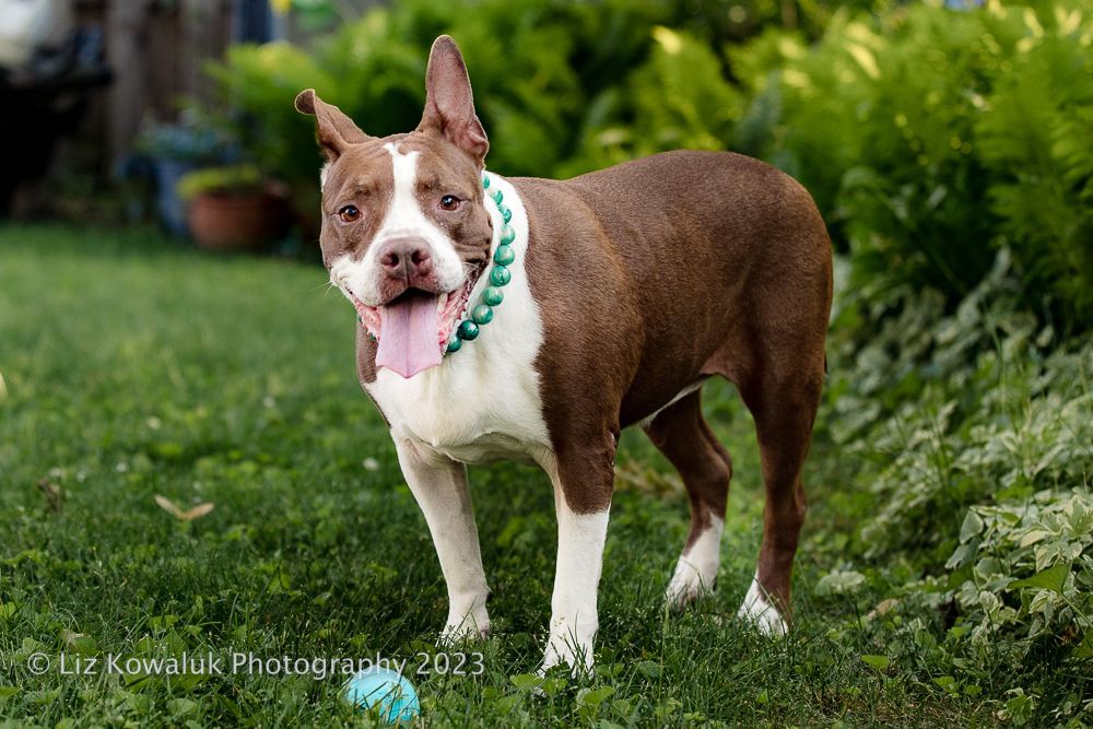 Enlarge Vera, a Adoptable mixed breed in Rochester, NY image 1/4