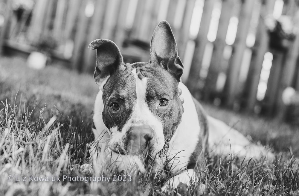 Enlarge Vera, a Adoptable mixed breed in Rochester, NY image 4/4