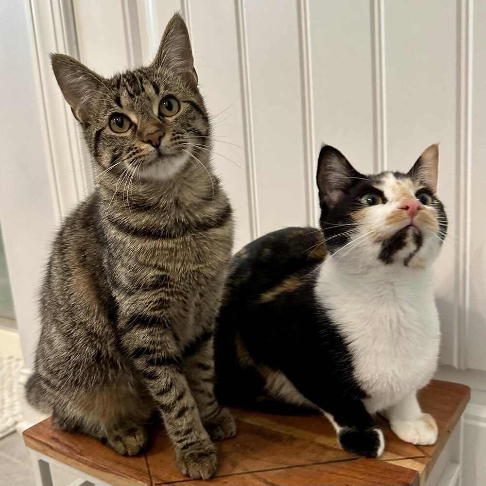 Enlarge Happy, a Adoptable Domestic Short Hair in Raleigh, NC image 1/6