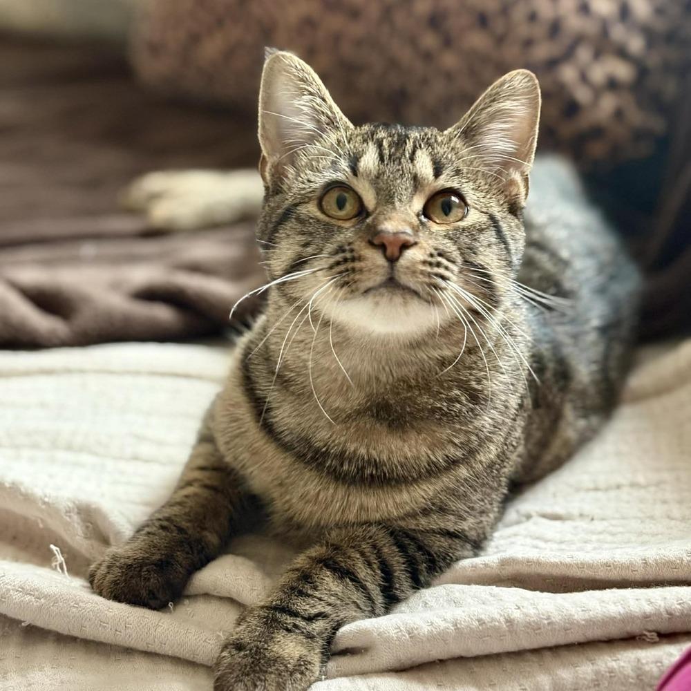 Happy, Adoptable, Kitten Female Domestic Short Hair.