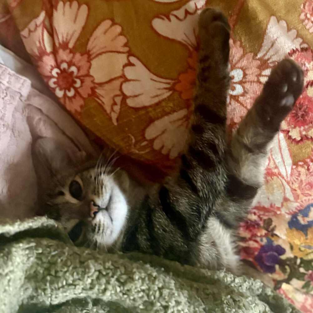 Enlarge Happy, a Adoptable Domestic Short Hair in Raleigh, NC image 3/6