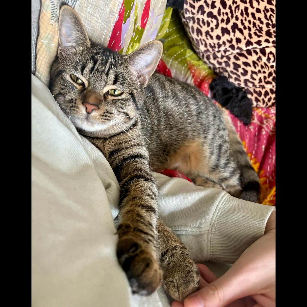 Enlarge Happy, a Adoptable Domestic Short Hair in Raleigh, NC image 4/6