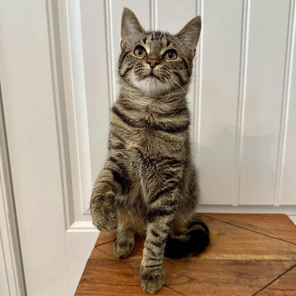 Enlarge Happy, a Adoptable Domestic Short Hair in Raleigh, NC image 5/6