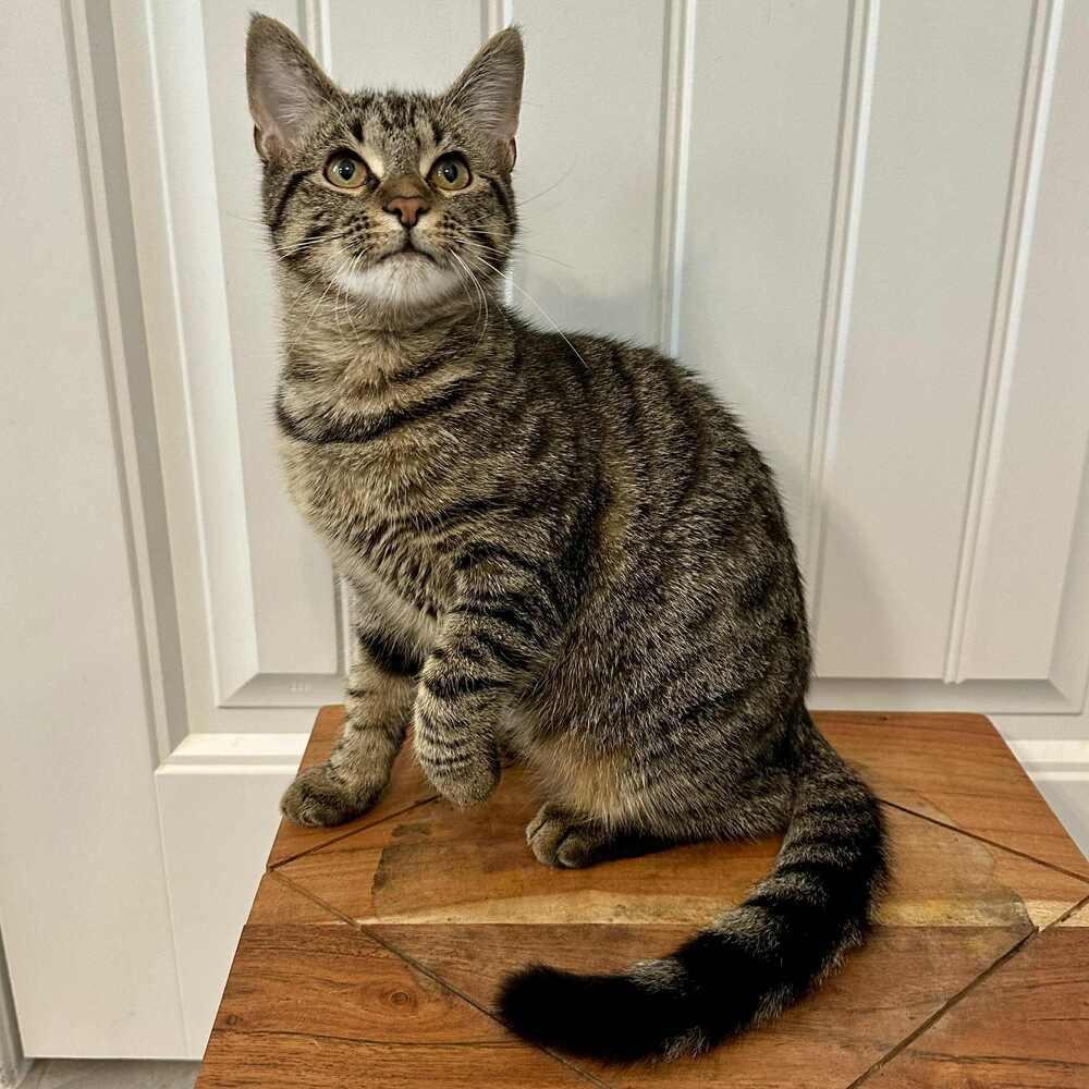 Enlarge Happy, a Adoptable Domestic Short Hair in Raleigh, NC image 6/6