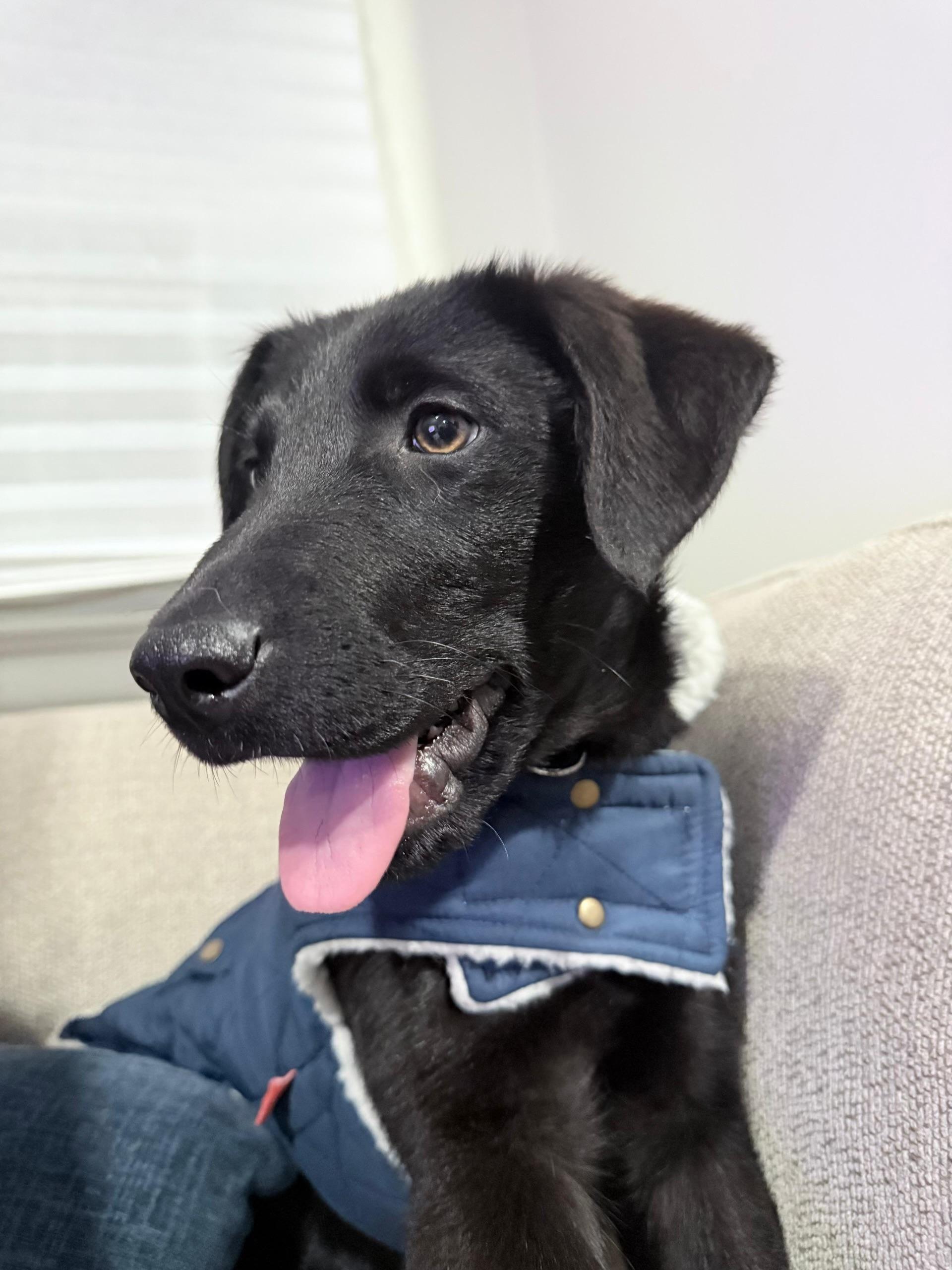 Enlarge Lucky , a ADOPTABLE mixed breed in Newfoundland, NJ image 3/4