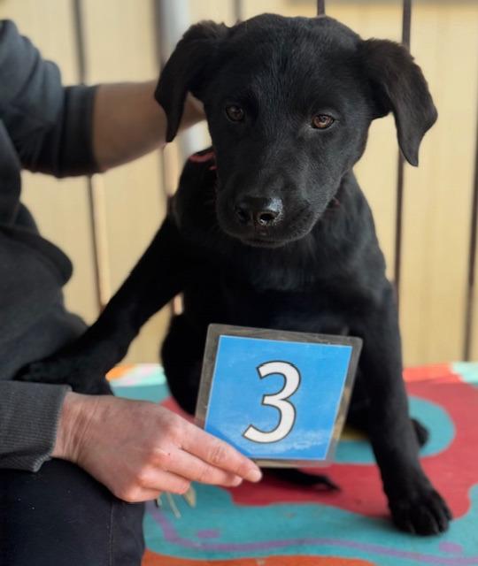 Enlarge Lucky , a ADOPTABLE mixed breed in Newfoundland, NJ image 2/4