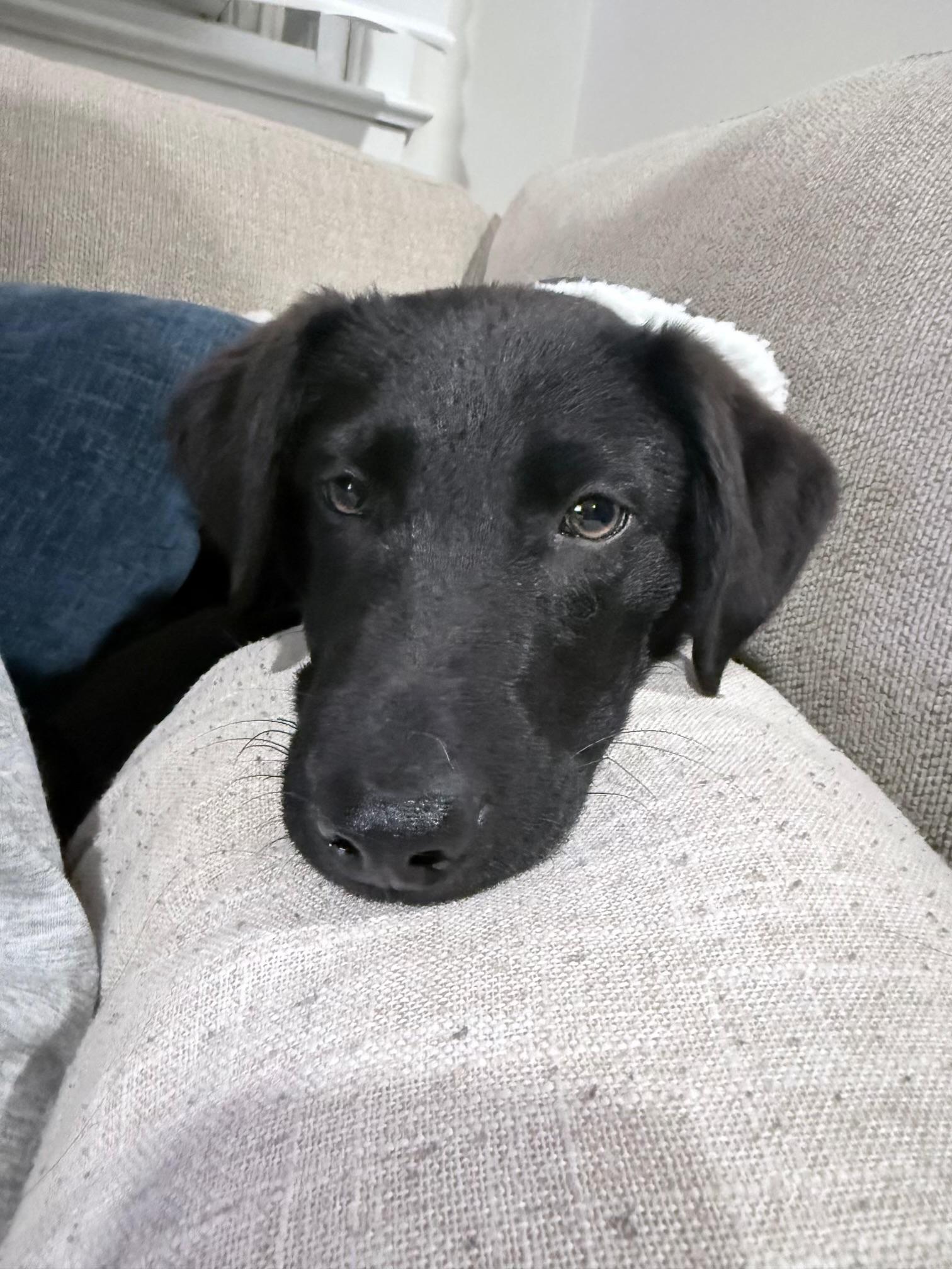 Enlarge Lucky , a ADOPTABLE mixed breed in Newfoundland, NJ image 4/4