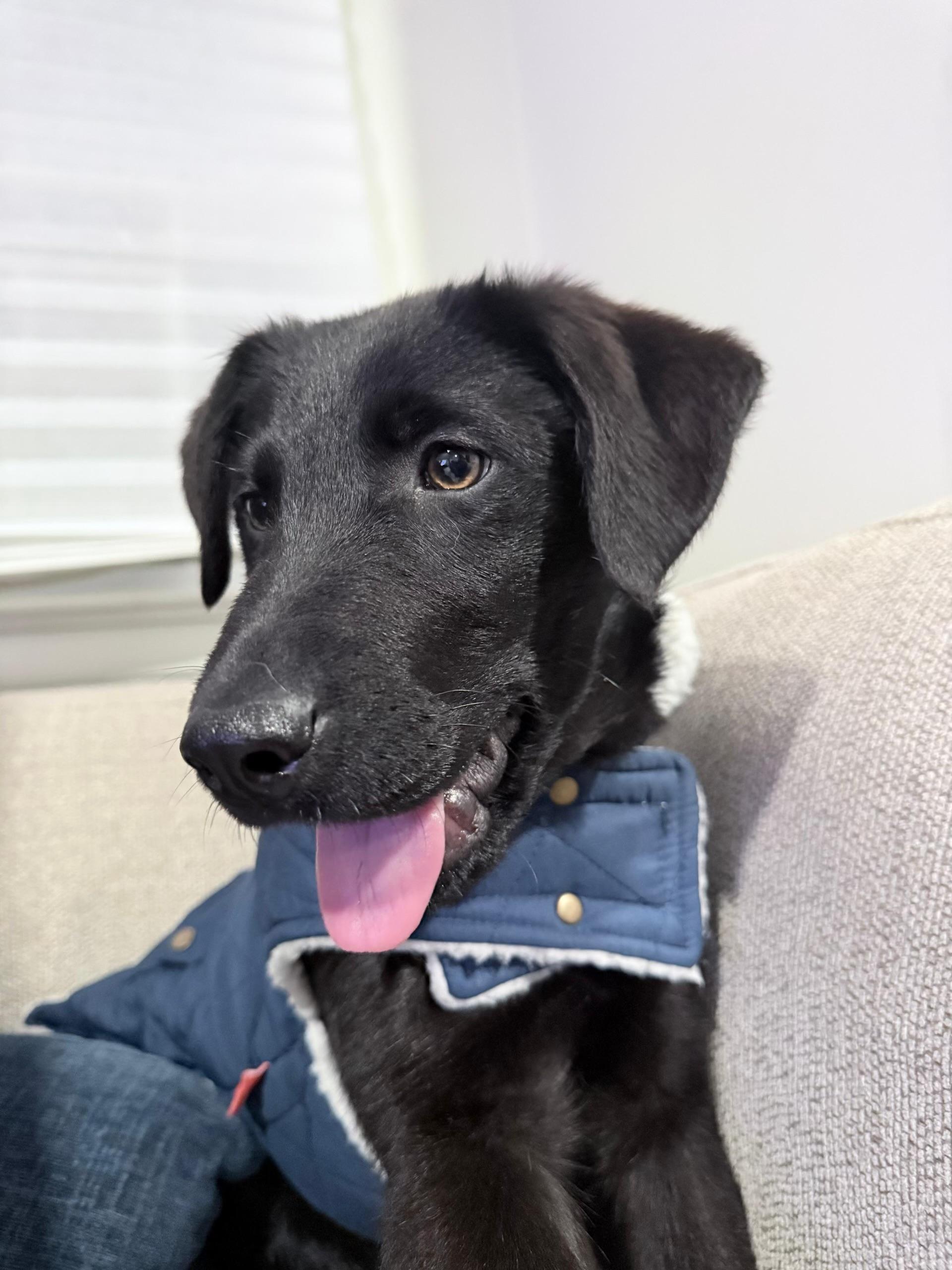 Enlarge Lucky , a ADOPTABLE mixed breed in Newfoundland, NJ image 1/4