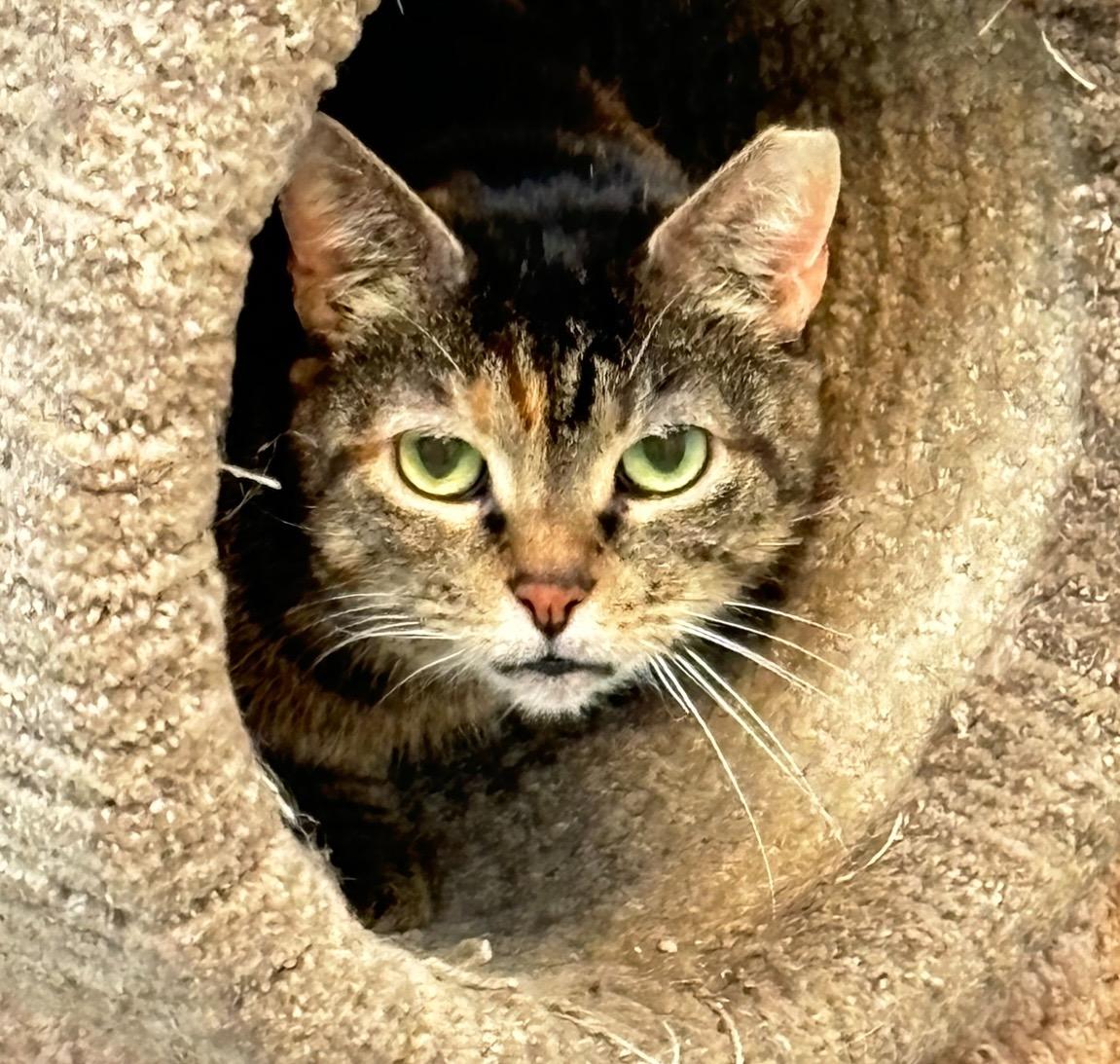 Enlarge Mia, a Adoptable mixed breed in Terryville, CT image 4/6