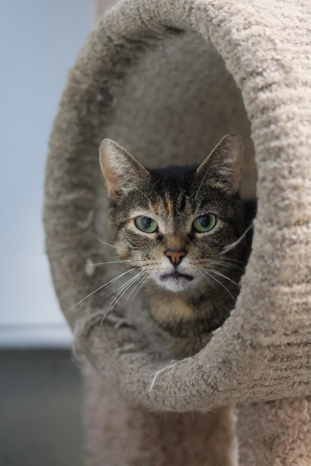 Enlarge Mia, a Adoptable mixed breed in Terryville, CT image 1/6