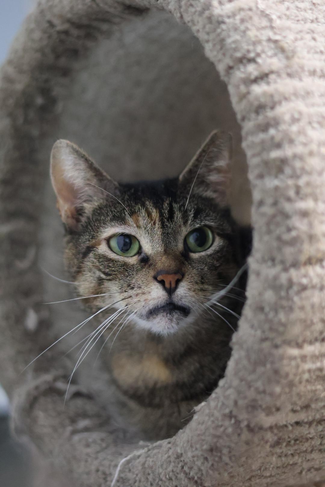 Enlarge Mia, a Adoptable mixed breed in Terryville, CT image 5/6