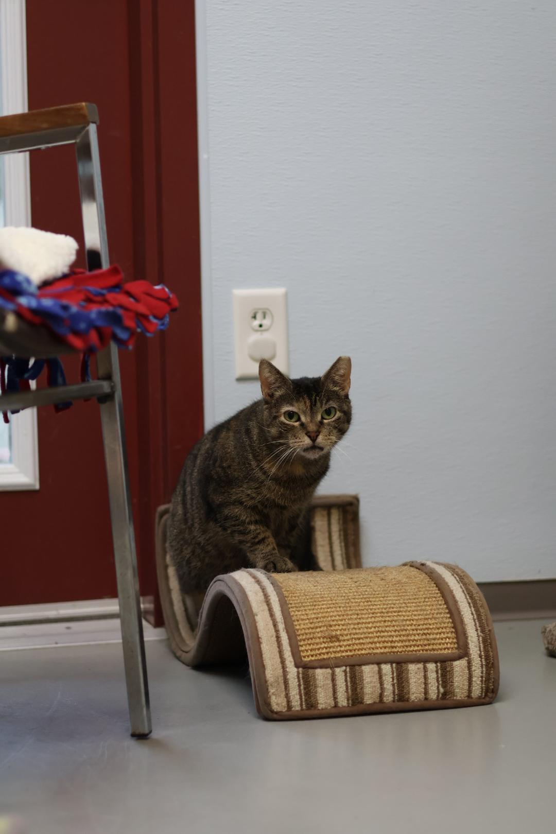 Enlarge Mia, a Adoptable mixed breed in Terryville, CT image 6/6