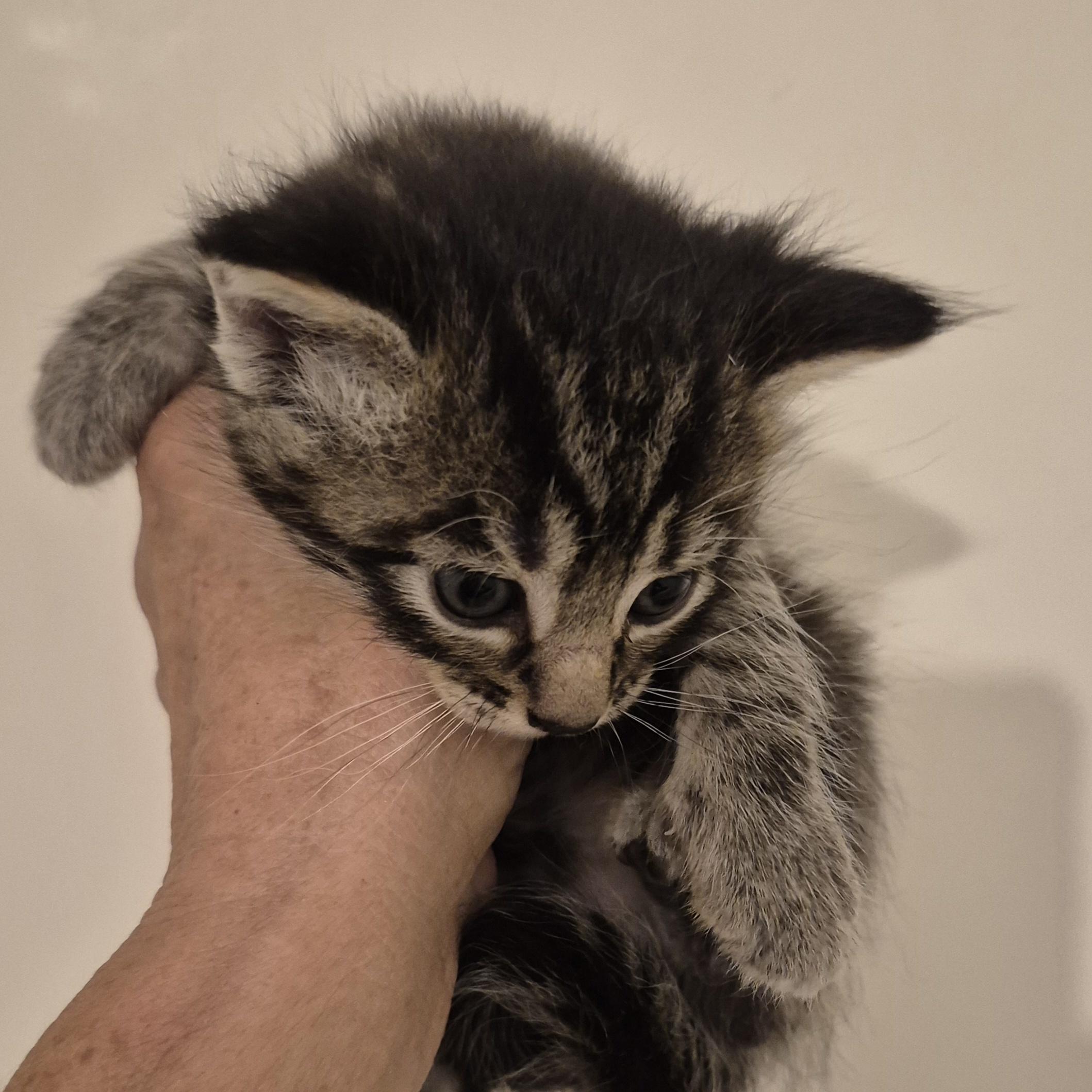 Enlarge FLASH ARTEMIS, a Adopted mixed breed in Sardinia, OH image 2/6