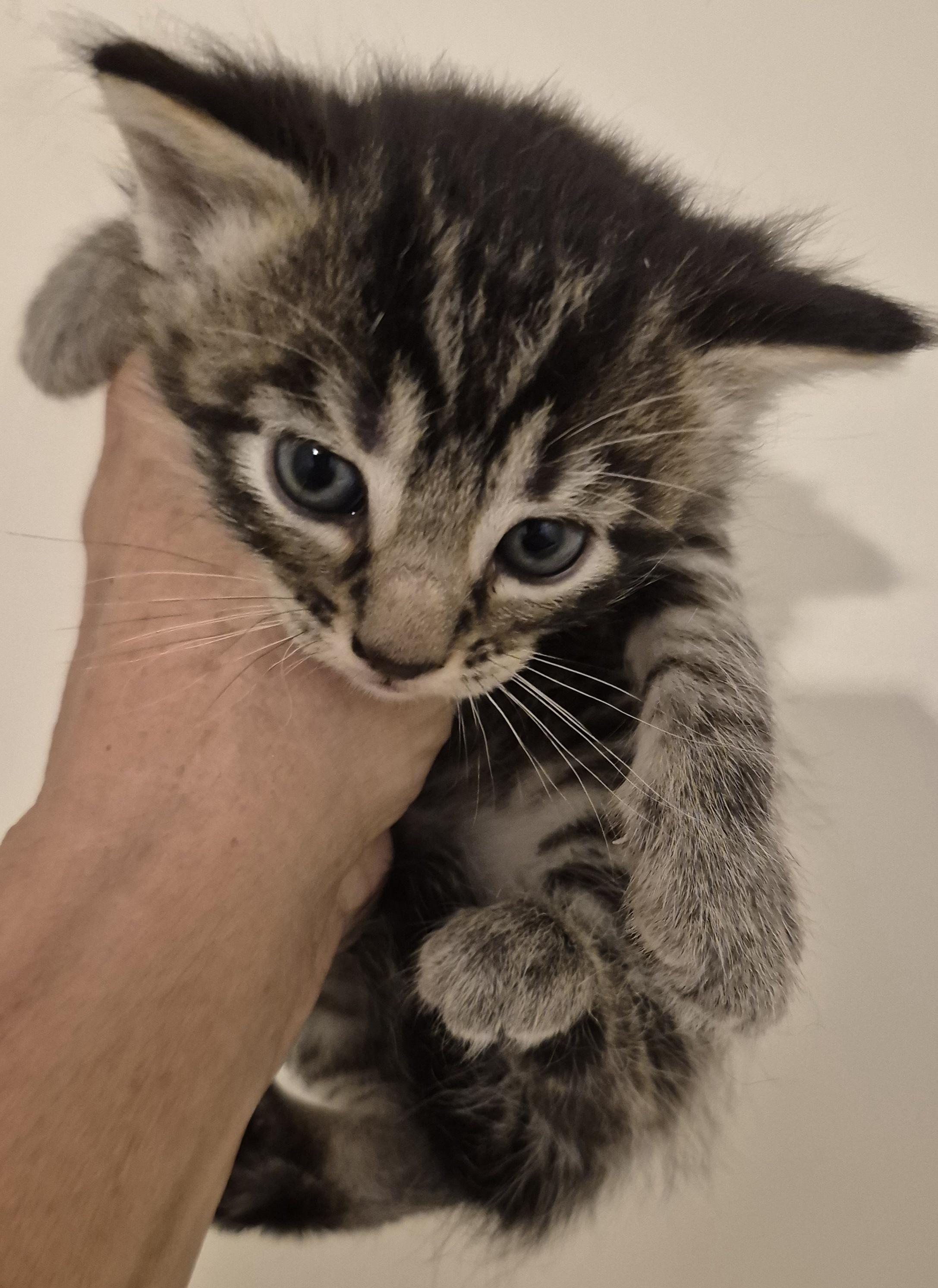 FLASH ARTEMIS, Adopted, Kitten Female Maine Coon & Domestic Short Hair.