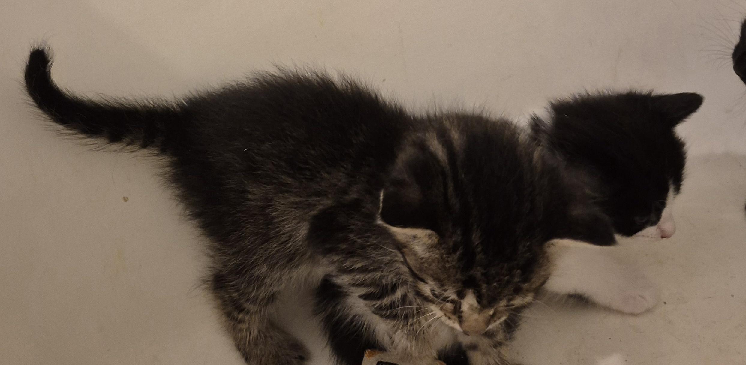 Enlarge FLASH ARTEMIS, a Adopted mixed breed in Sardinia, OH image 3/6