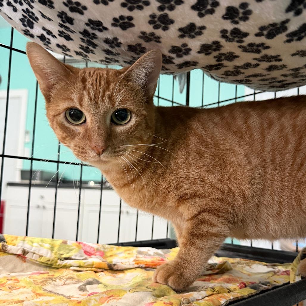 Sunni, Adoptable, Adult Female Domestic Short Hair.