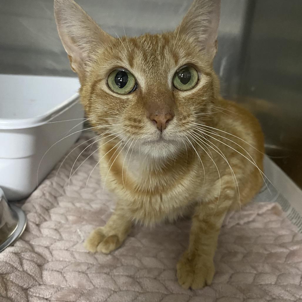 Sunny, a Adoptable Domestic Short Hair in Marion, VA image 1/4