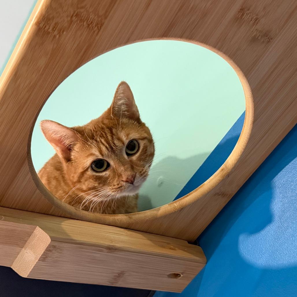 Enlarge Sunni, a Adoptable Domestic Short Hair in Marion, VA image 2/6