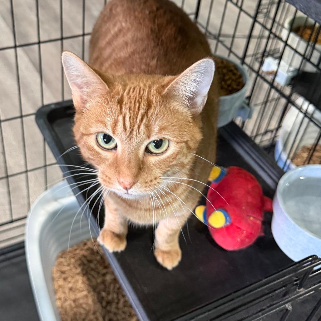 Enlarge Sunni, a Adoptable Domestic Short Hair in Marion, VA image 3/6