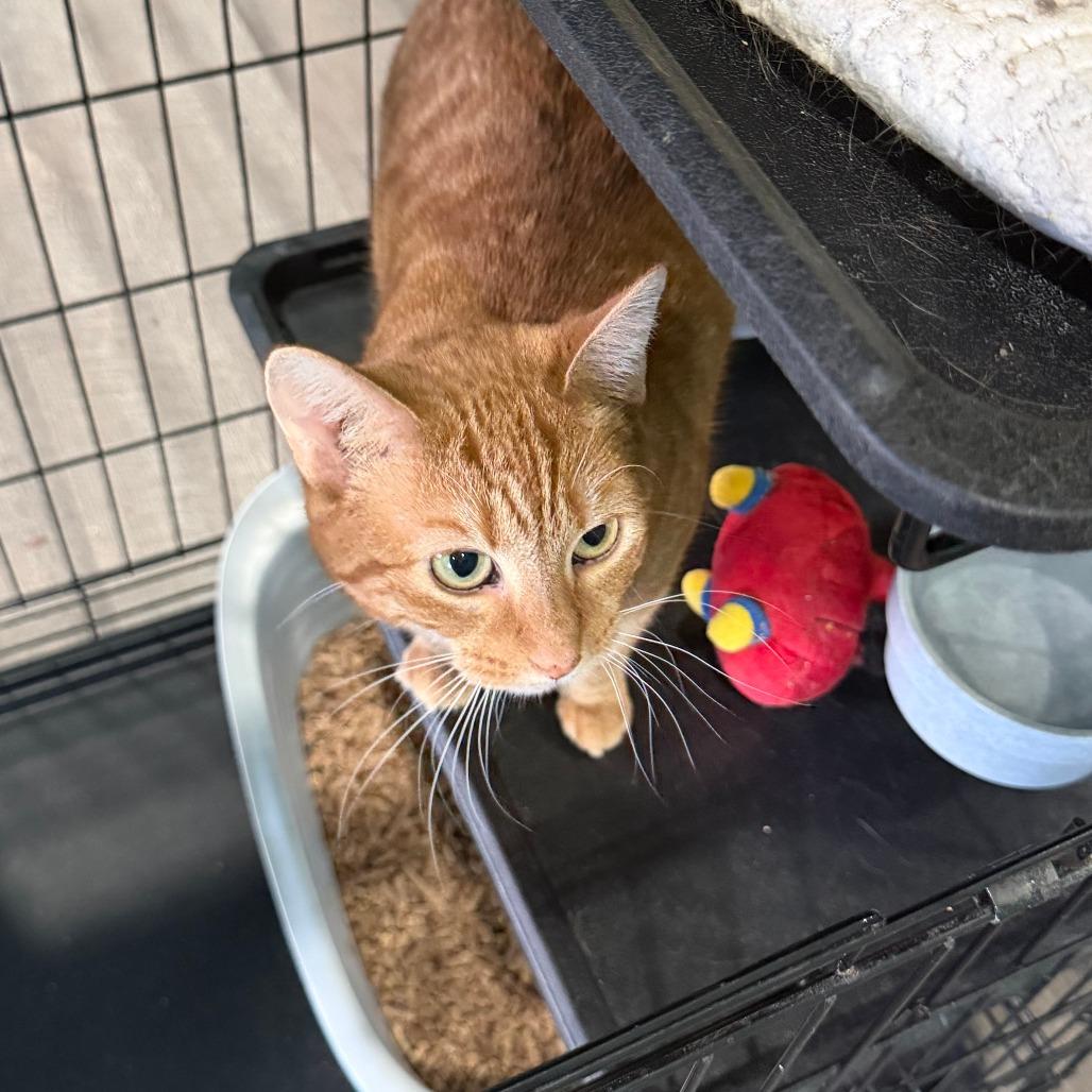 Enlarge Sunni, a Adoptable Domestic Short Hair in Marion, VA image 6/6