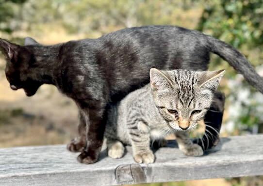 Enlarge Lionel & Zora, a Adoptable mixed breed in Hood River, OR image 5/6