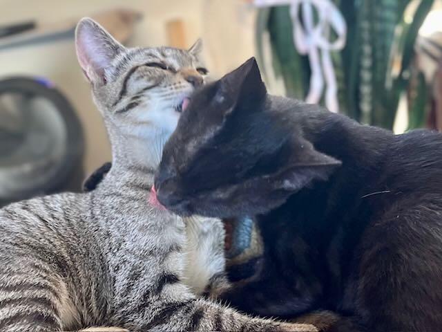 Enlarge Lionel & Zora, a Adoptable mixed breed in Hood River, OR image 6/6