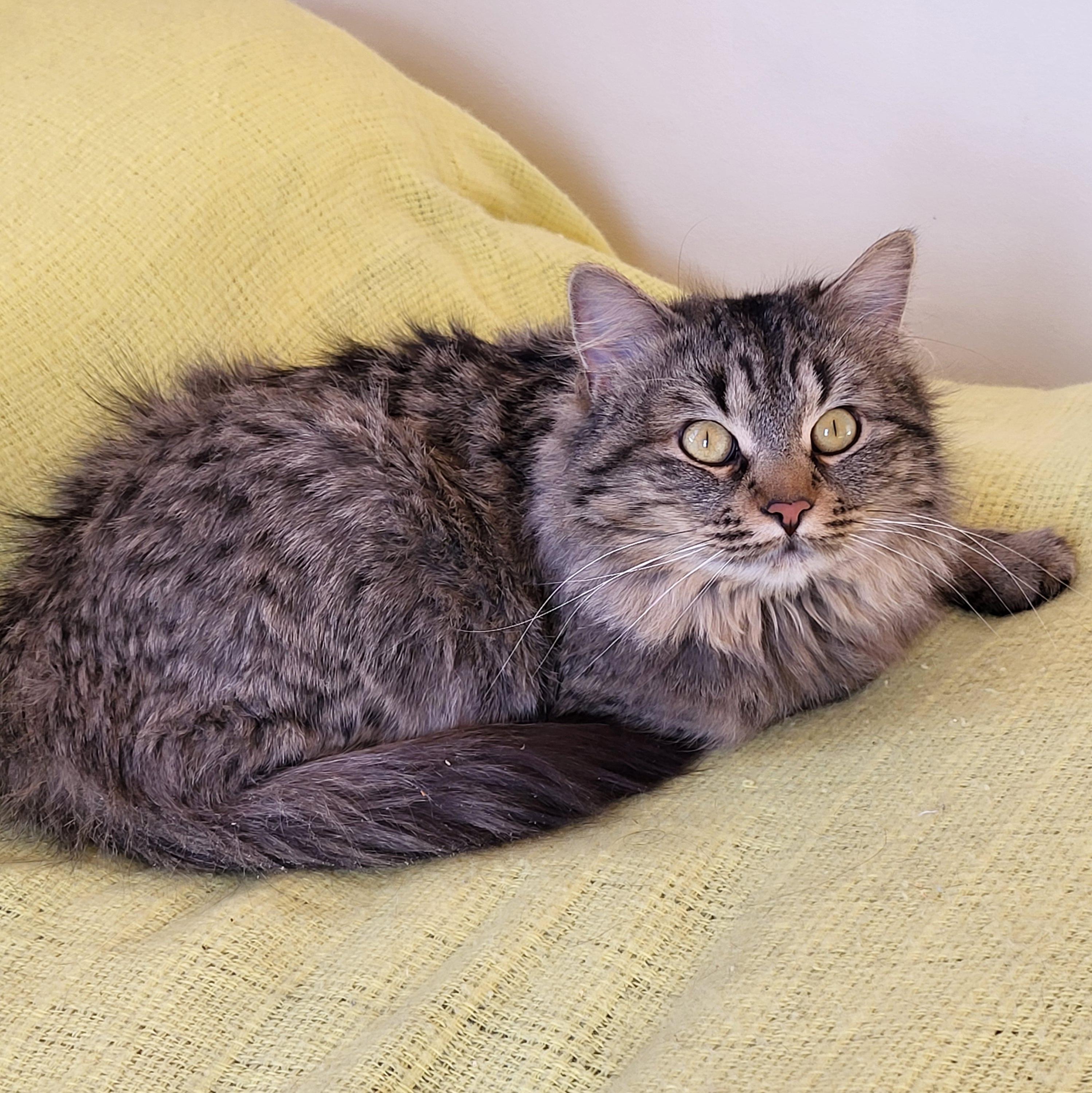 Enlarge Finch, a Adoptable Tabby in Spring Lake Park, MN image 2/6