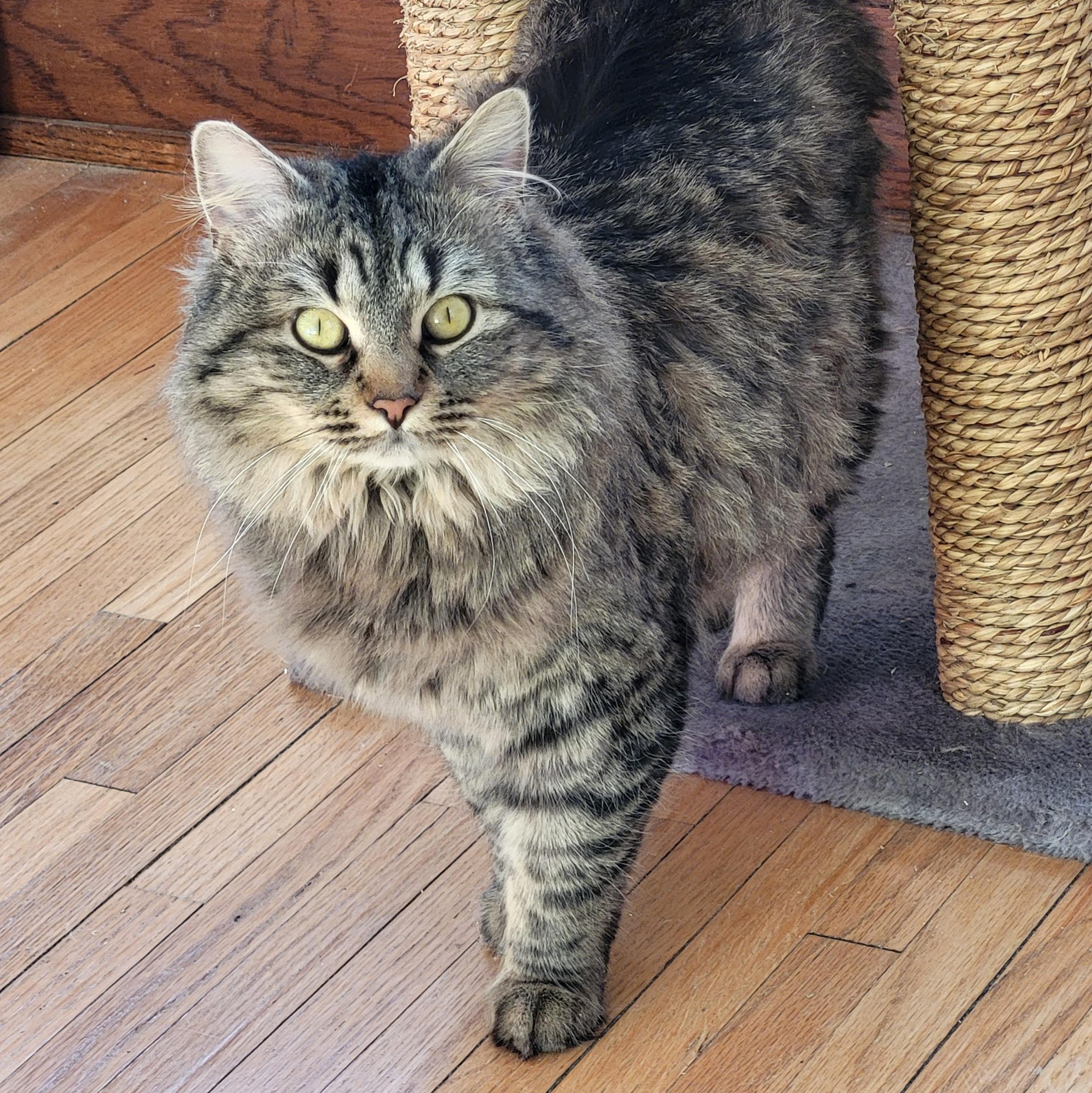 Finch, Adoptable, Young Female Tabby.