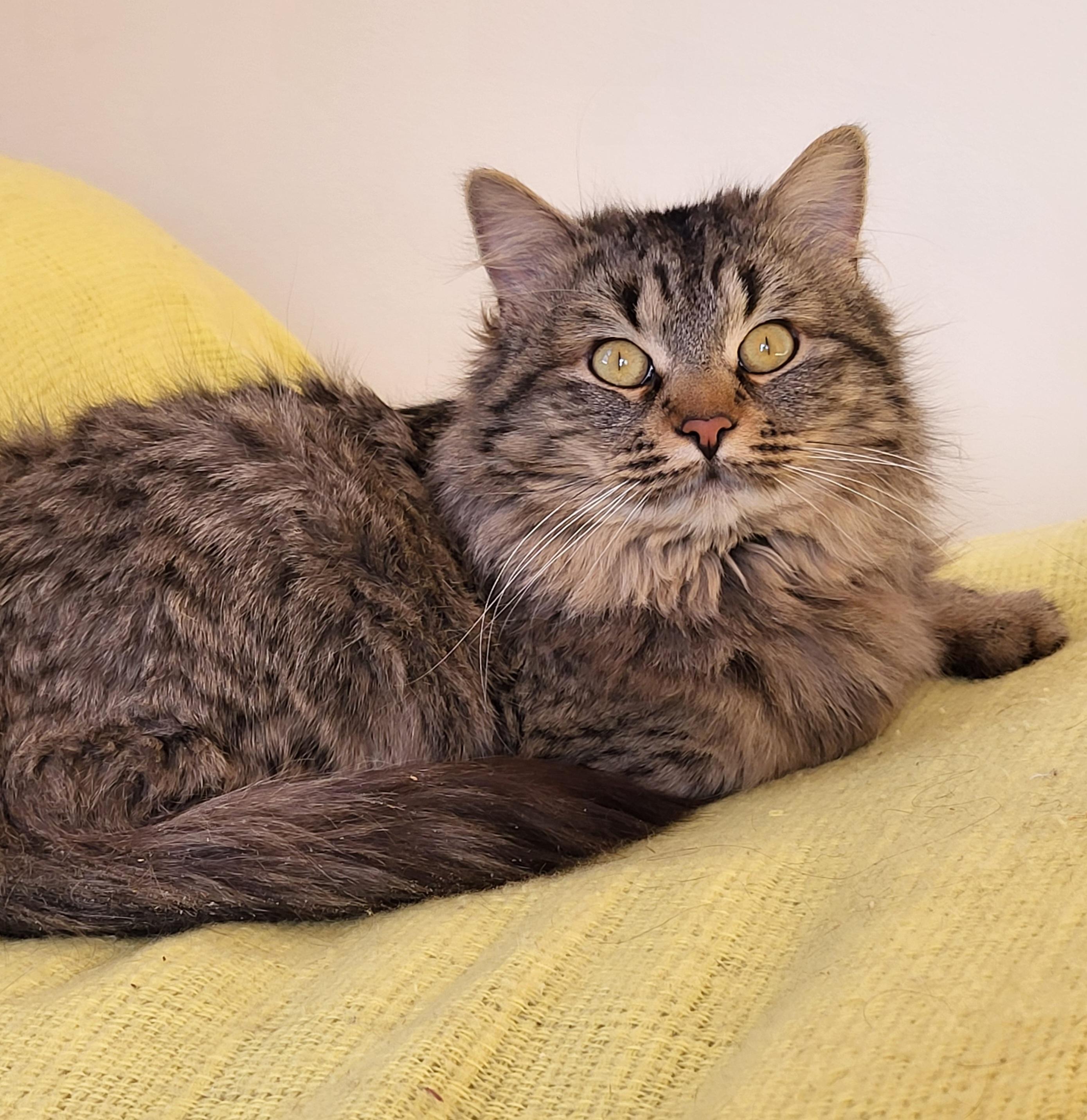 Enlarge Finch, a Adoptable Tabby in Spring Lake Park, MN image 6/6
