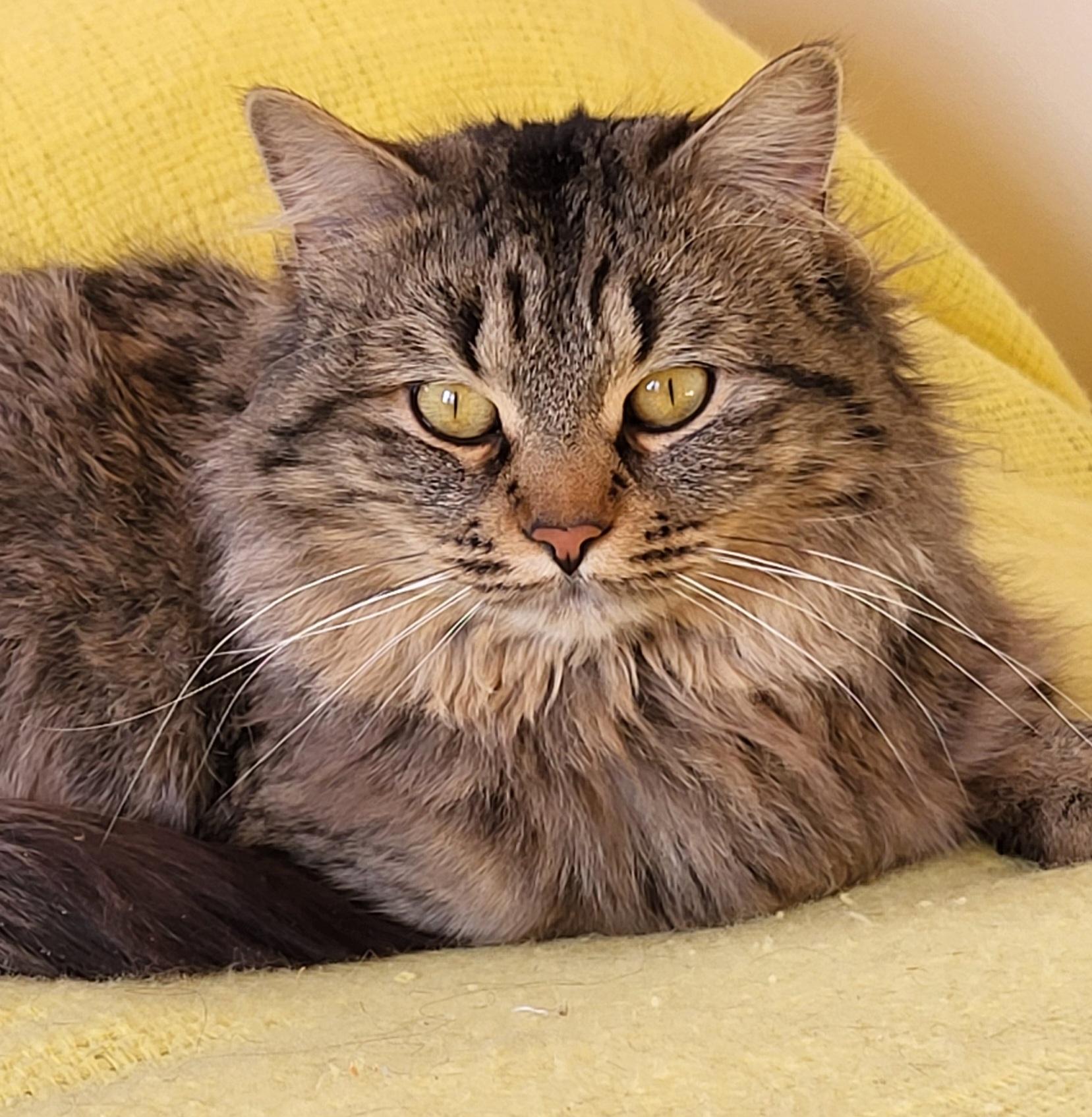 Enlarge Finch, a Adoptable Tabby in Spring Lake Park, MN image 5/6