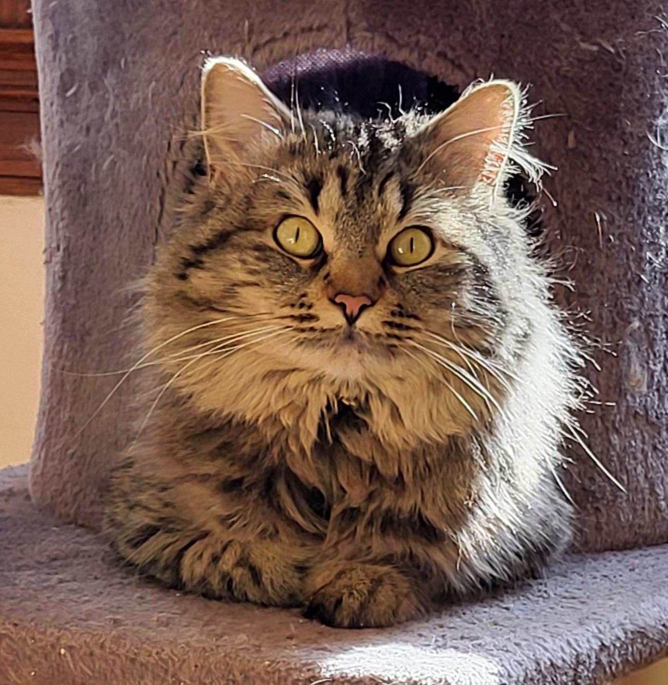 Enlarge Finch, a Adoptable Tabby in Spring Lake Park, MN image 3/6