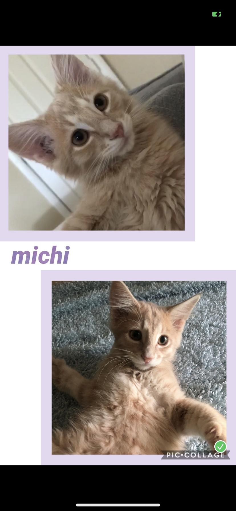 Michi, Adoptable, Kitten Male Tabby.