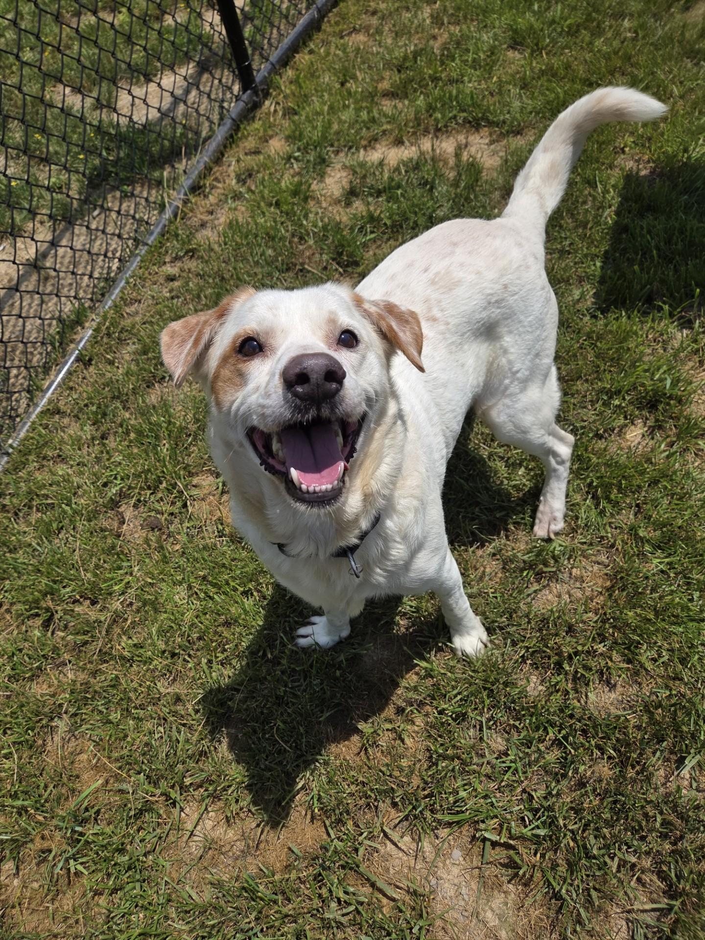 Badger, a ADOPTABLE mixed breed in Shepherdsville, KY image 4/4