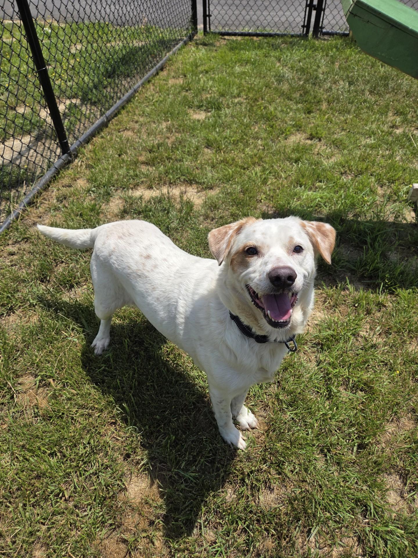Badger, a ADOPTABLE mixed breed in Shepherdsville, KY image 2/4