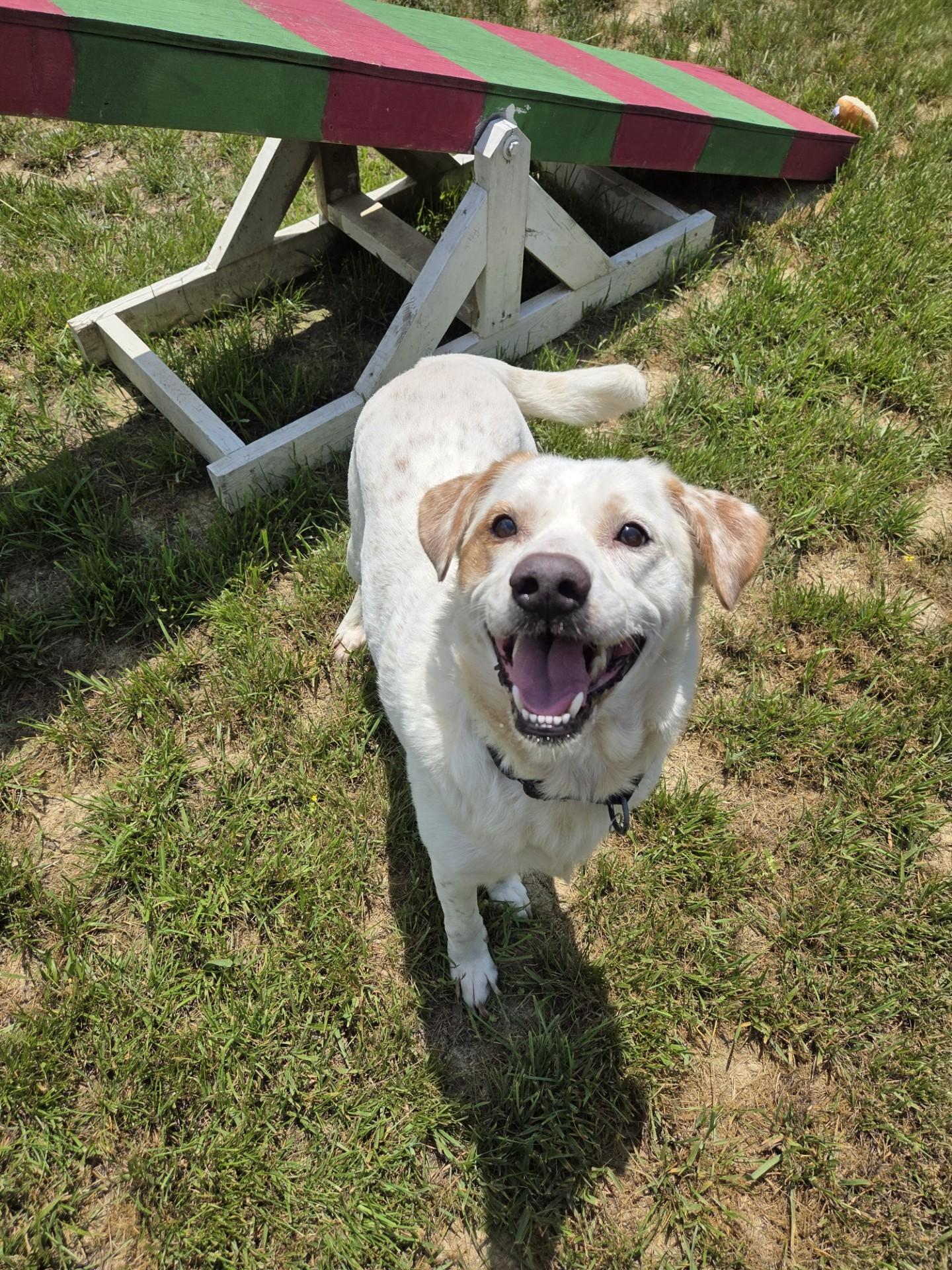 Badger, ADOPTABLE, Adult Male Labrador Retriever.