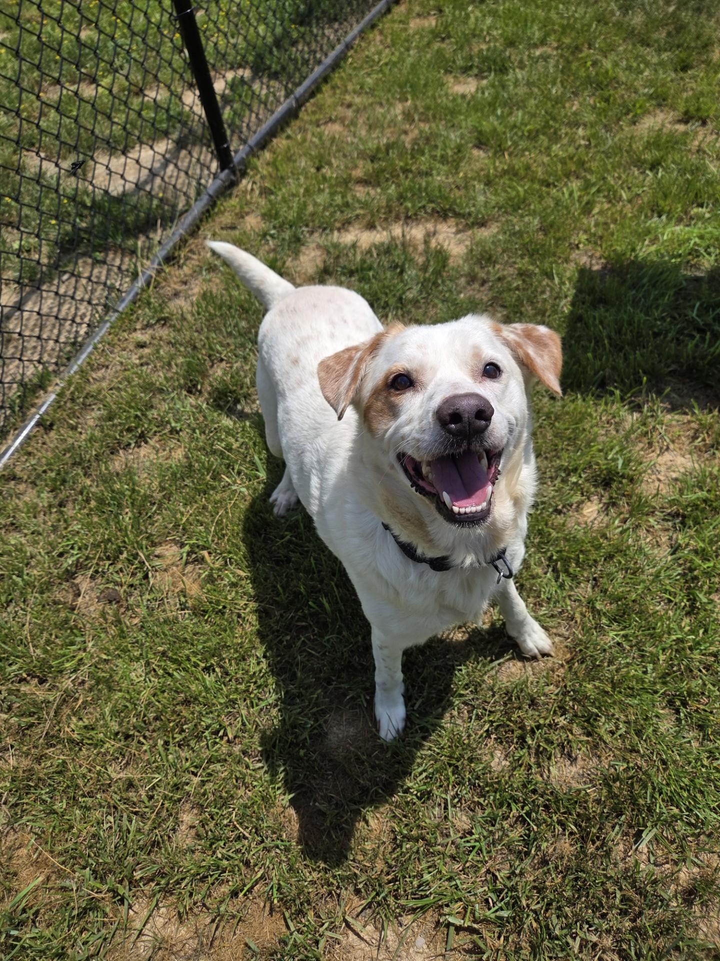 Badger, a ADOPTABLE mixed breed in Shepherdsville, KY image 3/4