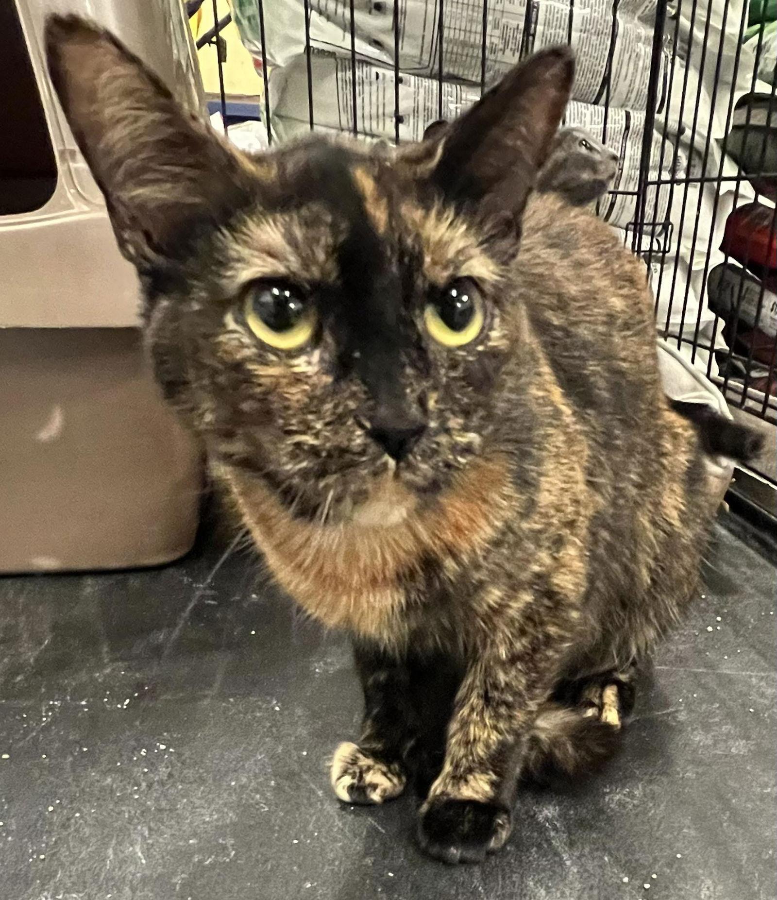 Jasmine, Adoptable, Adult Female Tortoiseshell.