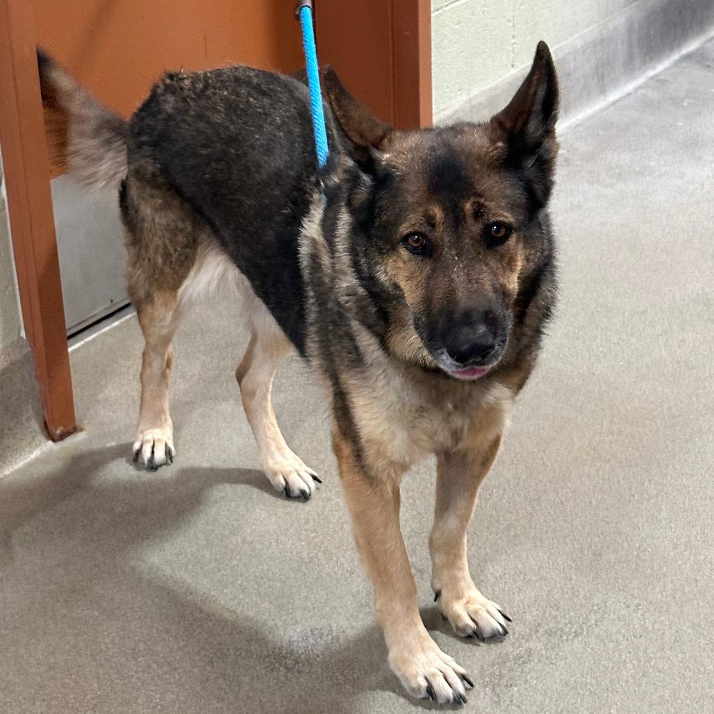 DAKOTA, Adoptable, Senior Female German Shepherd Dog.