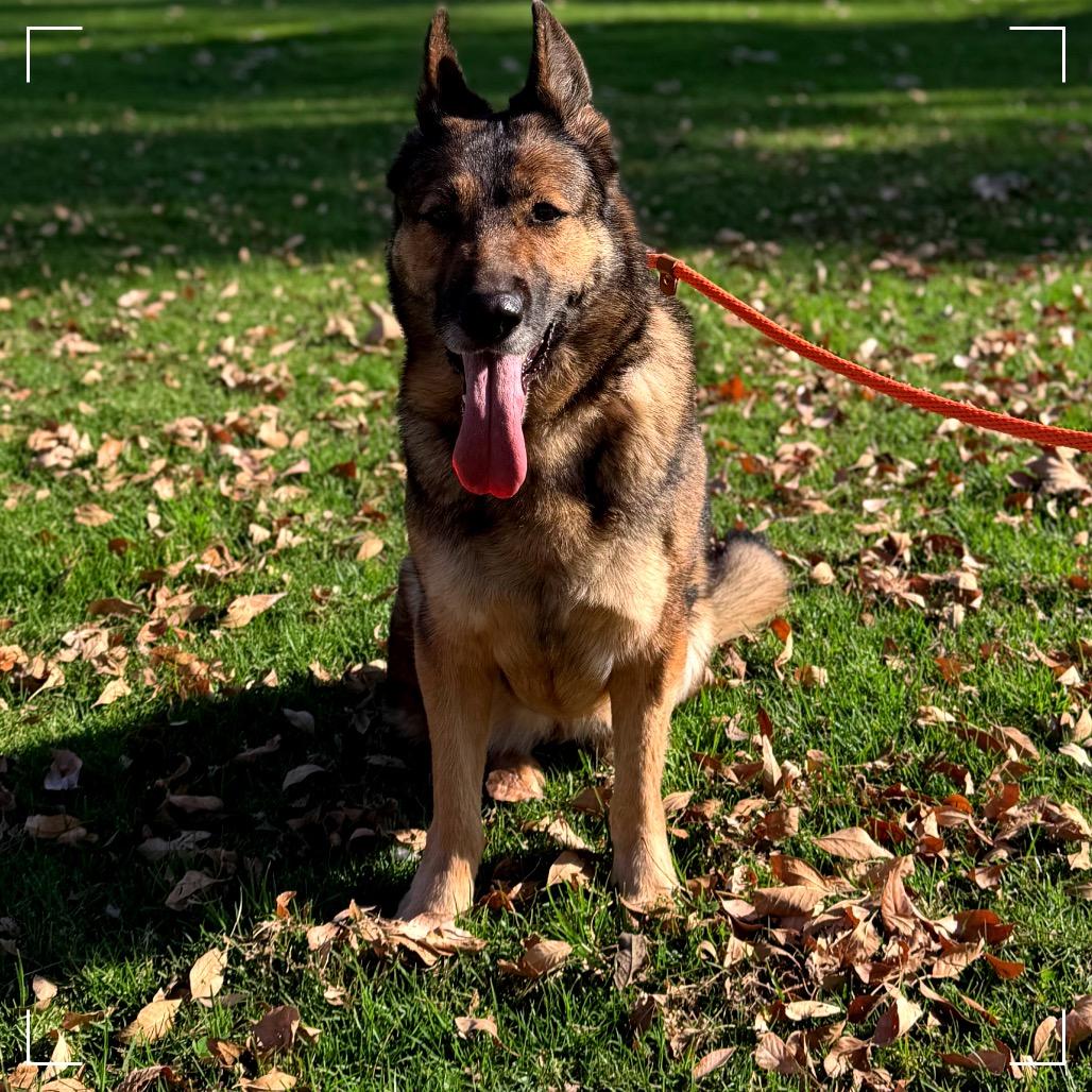 DAKOTA, a Adoptable German Shepherd Dog in Upland, CA image 2/6
