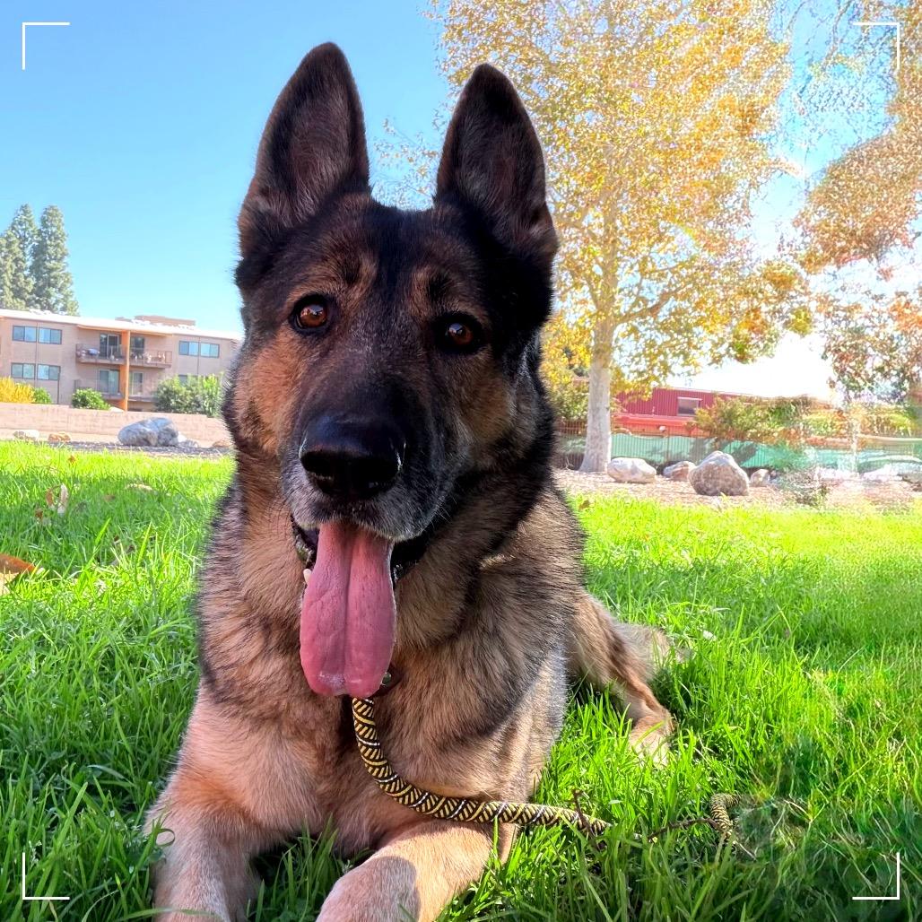 DAKOTA, a Adoptable German Shepherd Dog in Upland, CA image 3/6